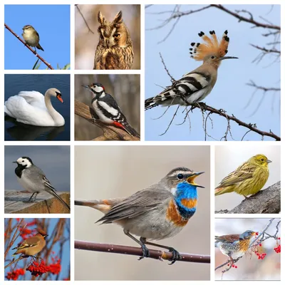Международный экологический праздник – «День птиц-2023» | Русское  географическое общество