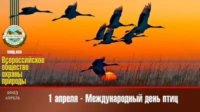 1 апреля- Международный День птиц! | МБДОУ МО Г.КРАСНОДАР \"ДЕТСКИЙ САД №  103\"