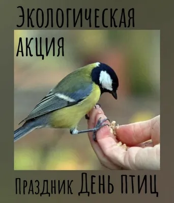 1 апреля – День птиц. В библиотеке прошёл литературно-экологические час —  Иркутская областная детская библиотека имени Марка Сергеева
