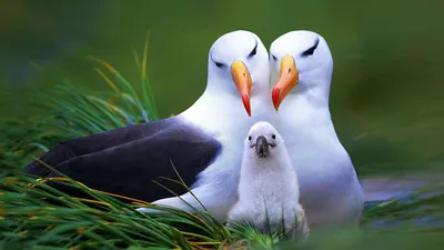 Сегодня отмечают Международный день птиц - ГКУ «Дирекция особо охраняемых  природных территорий Санкт-Петербурга»