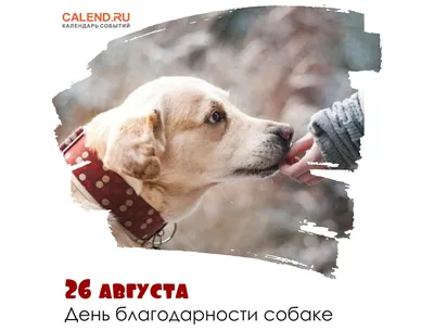 2 июля – Международный день собак | Местное время - новости Рубцовска и  Алтайского края