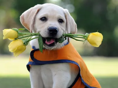 Международный день собаки: 5 причин завести любимца