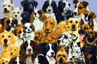 2 июля – Международный день собак: милые картинки к празднику - МК Омск