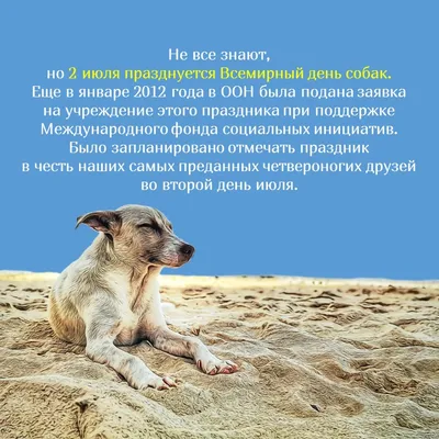Международный день собак. 2023, Атнинский район — дата и место проведения,  программа мероприятия.