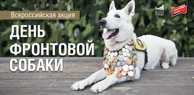 28 апреля - Международный день собаки-поводыря - YouTube