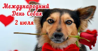 2 июля 2020 Международный день собак