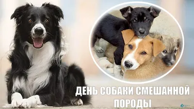 2 июля - день собаки — обсуждение в группе \"Собаки\" | Птичка.ру