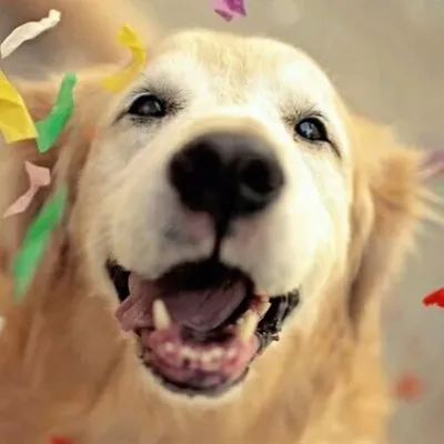 Яркая анимация в день доброты с собакой и букетом цветов. Будь друг к другу  добрее! | Анимация, Открытки, Поздравительные открытки