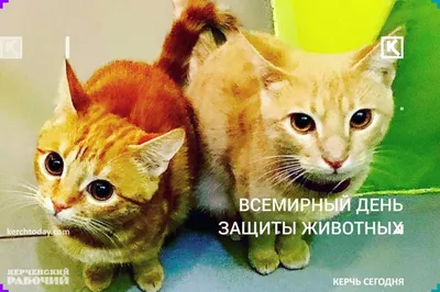 Всемирный день защиты животных - РИА Новости, 04.10.2020