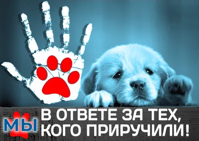 Мы в ответе за тех, кого приютили: как в Минске отметят Всемирный день  защиты животных | Афиша | Новости Беларуси|БелТА