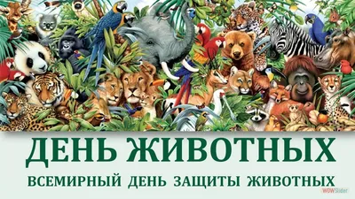 10% в День защиты животных - Акции - Zoomarket Zooexpress