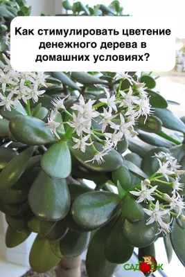 Как обрезать Денежное дерево чтобы оно не ломалось и росло в нужном  направлении - YouTube