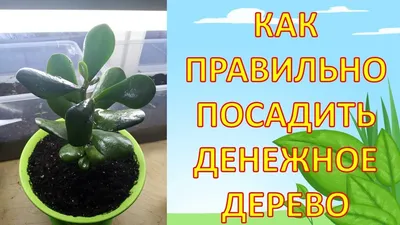 Растение \"Крассула Овата (Денежное дерево) h35\" купить по низкой цене|  \"Крассула Овата (Денежное дерево) h35\" в интернет-магазине kashpo.store