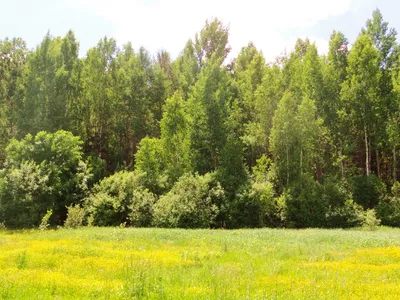 Банановое дерево выращивать или нет в средней полосе России? | Загородные  идеи | Дзен