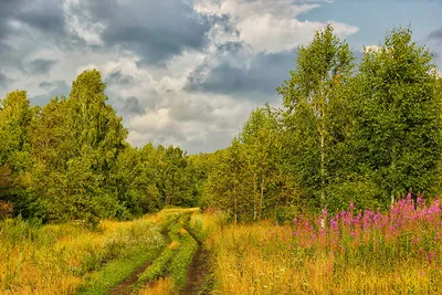 Аллея Деревьев Квадратных В Парке Петергофа, Россия. Фотография, картинки,  изображения и сток-фотография без роялти. Image 43677670