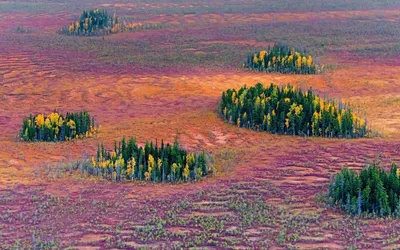 Фотография Россия осенние Природа лес Дороги траве Деревья