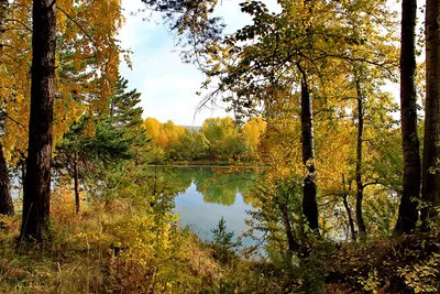 Картинка Россия Осень Природа Пейзаж деревьев