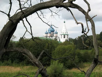 Фотографии Россия Velikaya Pskov береза Природа весенние 3840x2400