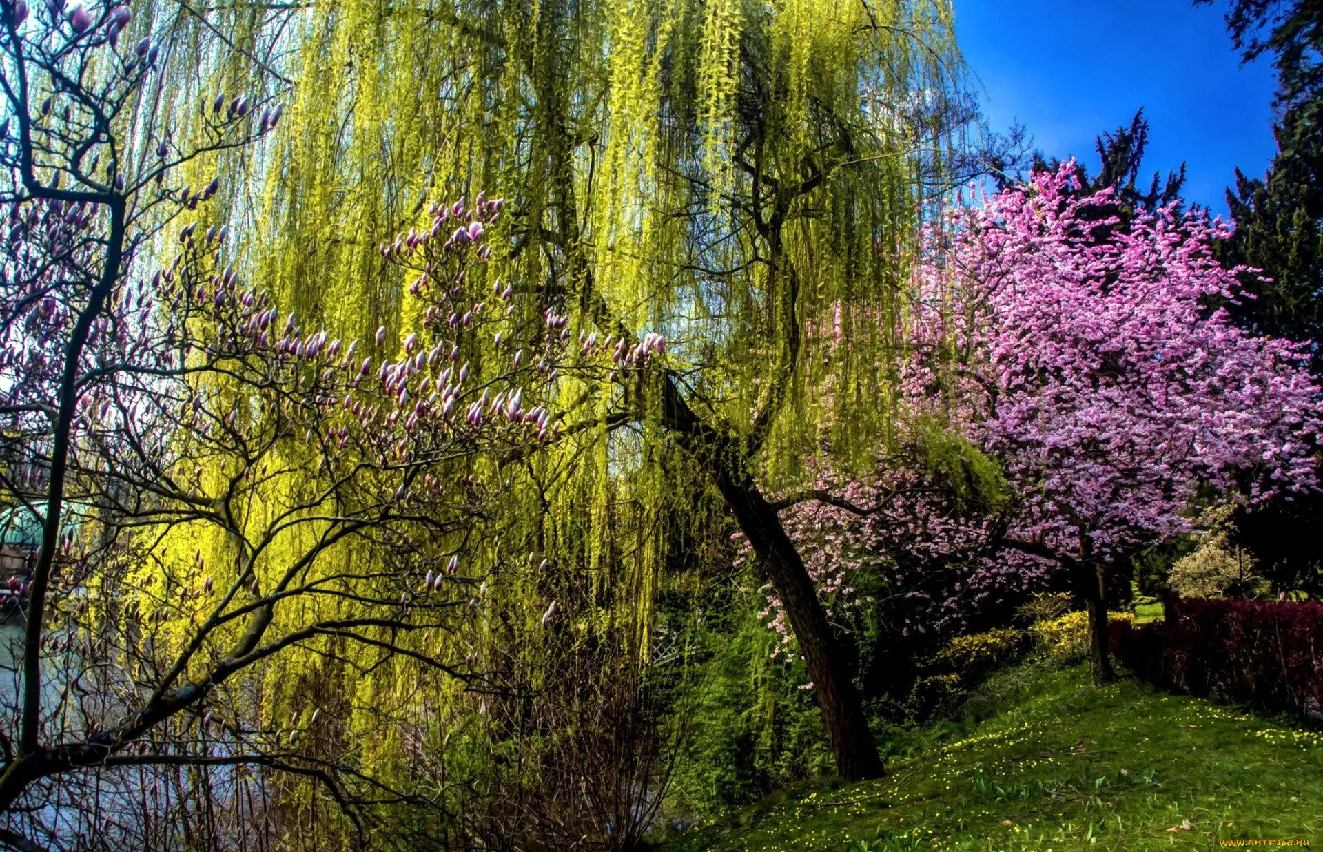 Красивое весеннее дерево. Сад Кавати Фудзи. Абрикосовая Долина Китай. Весеннее дерево.