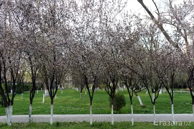 Президент поручил посадить 125 миллионов деревьев этой осенью и следующей  весной – Новости Узбекистана – Газета.uz