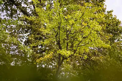 Опрыскивание деревьев весной, средства, методы, график опрыскивания |  cl-forest.ru