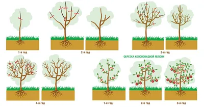 Чем обрабатывать деревья весной и когда это делать