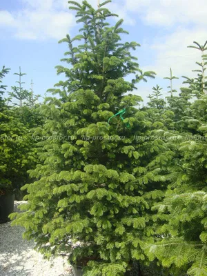 Abies nordmanniana – пихта Нордмана — излюбленное рождественское дерево  Европы — Bruns Pflanzen