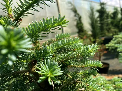 Пихта сибирская вечнозеленое дерево (40 фото) - 40 фото