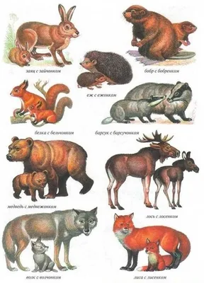 Плакат диких животных для детей (40 фото) » Уникальные и креативные картинки  для различных целей - Pohod.club