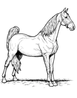 Раскраски Раскраска Лошадь и сбруя Детские разукрашки лошадь, скачать  распечатать раскраски.