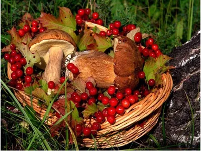 Осенний лес. Грибы, ягоды - Официальный сайт детского сада № 8 г Ангарск