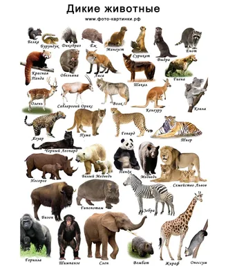 Дикие животные ⋆ Русский язык - интересно и легко! | Wild animals pictures,  Animals name in english, Animals wild