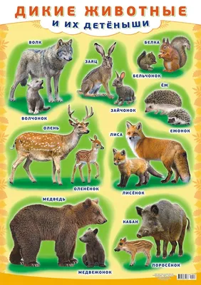 Плакат А2 картон Дикие животные и их детеныши купить оптом в издательстве  ФоксКард с доставкой по Москве и всей России