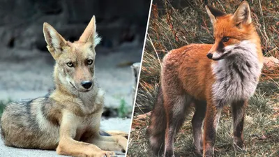 Какие дикие животные похожи на собак - фото и объяснения | РБК Украина