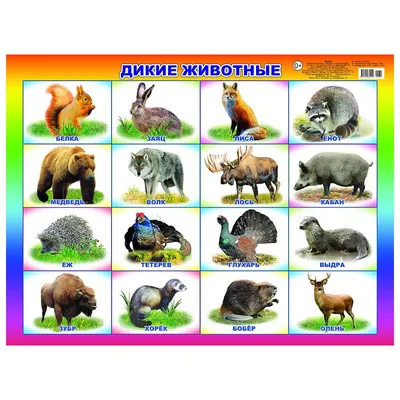 Плакат Карт. Дикие животные 00039/нов 0+, шт купить по цене 85₽, описание,  характеристики в интернет-магазине SNPMarket