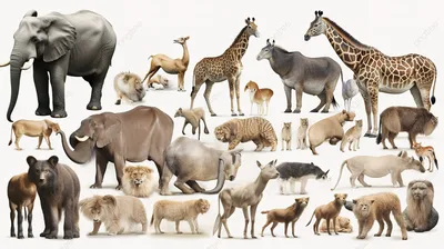 дикие животные сгруппированы в разные группы, список животных зоопарка с  картинками, животное, животные фон картинки и Фото для бесплатной загрузки