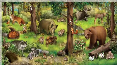 Карточки для малышей: Дикие животные - УМНИЦА