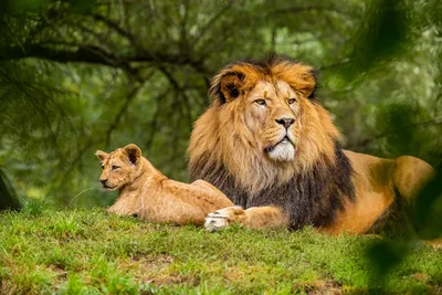 Оказалось, что дикие животные больше всего боятся не львов