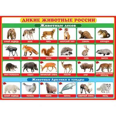 Купить оптом Дикие животные России 499x691мм с доставкой в Россию Беларусь  | Стильная открытка