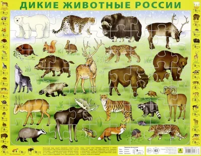 Книга «Дикие животные России.» - купить на KNIGAMIR.com книгу с доставкой  по всему миру | 9785894857077