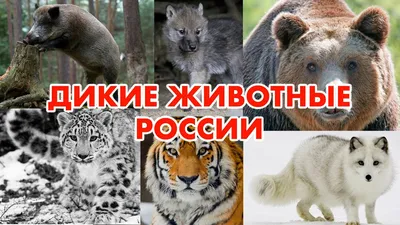 ДИКИЕ ЖИВОТНЫЕ РОССИИ | РАЗВИВАЮЩИЙ РОЛИК ДЛЯ ДЕТЕЙ | СЛАЙД-ШОУ (HD) -  YouTube