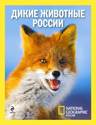 Раскраска с наклейками РУЗ Ко Дикие животные России купить по цене 224 ₽ в  интернет-магазине Детский мир