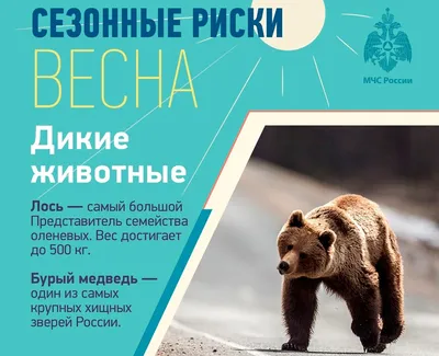 Иллюстрация 6 из 11 для Дикие животные России | Лабиринт - книги. Источник:  Лаванда
