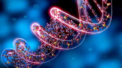 Ученые разгадали загадку некодирующих участков ДНК