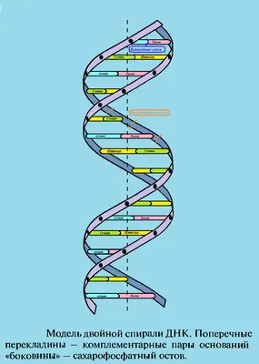 Коронавирус научился встраиваться в ДНК людей | Новости Азова