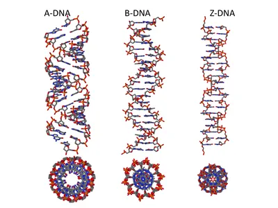 Секвенирование ДНК одиночных клеток — Википедия