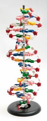 Ученые определили физический принцип «упаковки» ДНК внутри ядер клеток