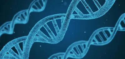 Деревянный значок «Цепочка ДНК» для врачей от August Wood