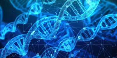 Из чего состоит ДНК | Структура цепей и молекул ДНК
