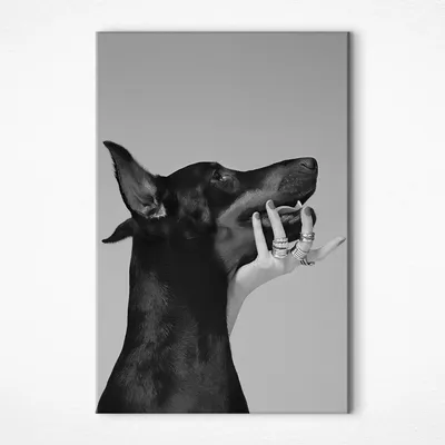 Картина на полотне Черно-белый доберман с высоко поднятым носом № s36178 в  ART-holst.com.ua